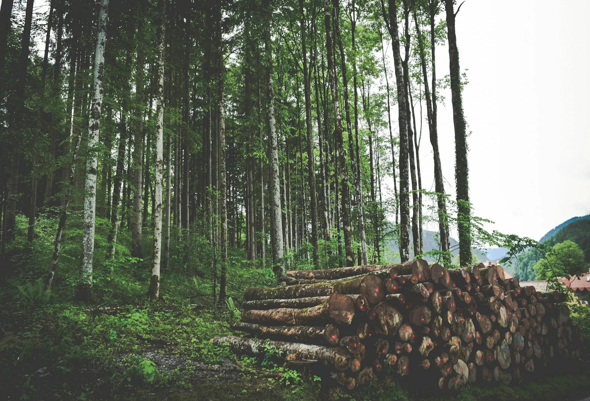 Roundwood stacked beside a forest road, ready for haulage