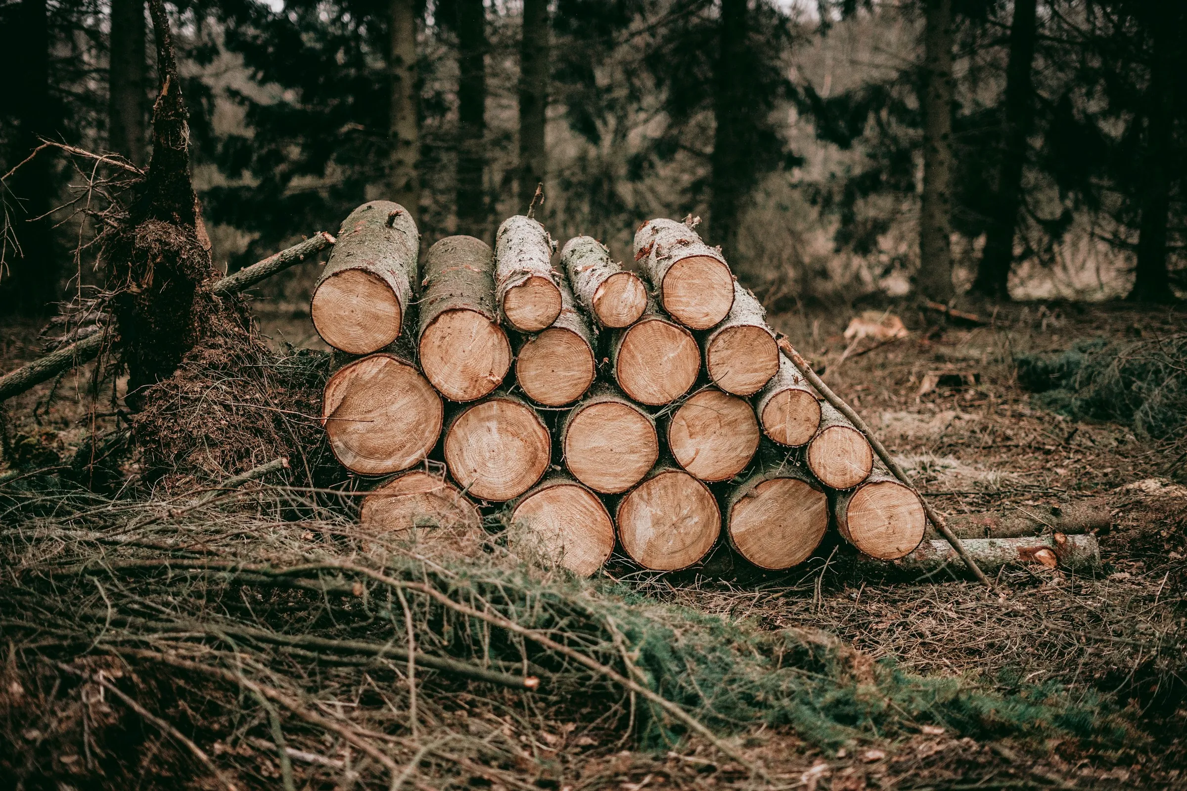 A stack of roundwood in the forest, the cut faces of the trunks facing forward