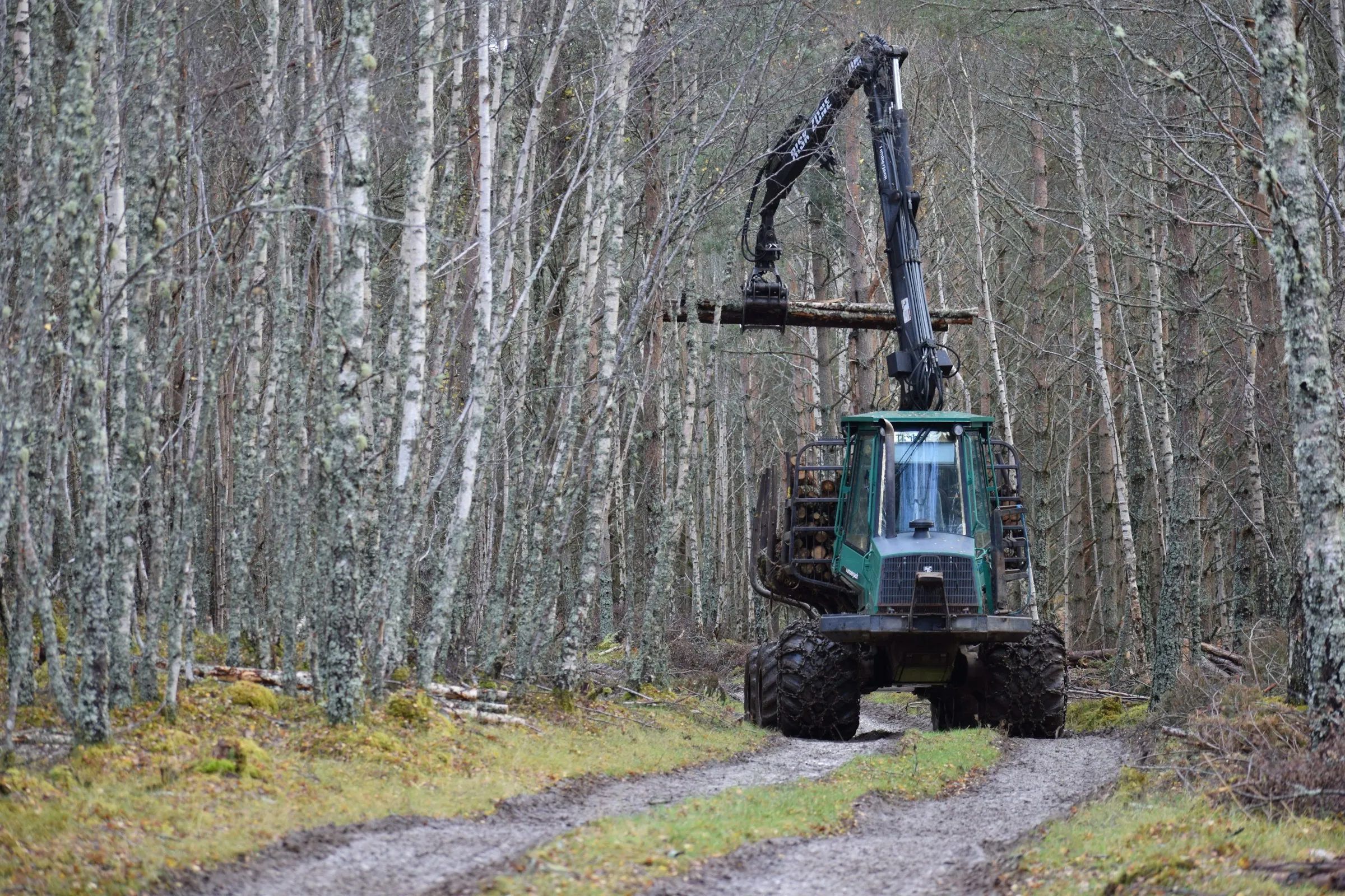 A forwarder loading timber in a birch stand
